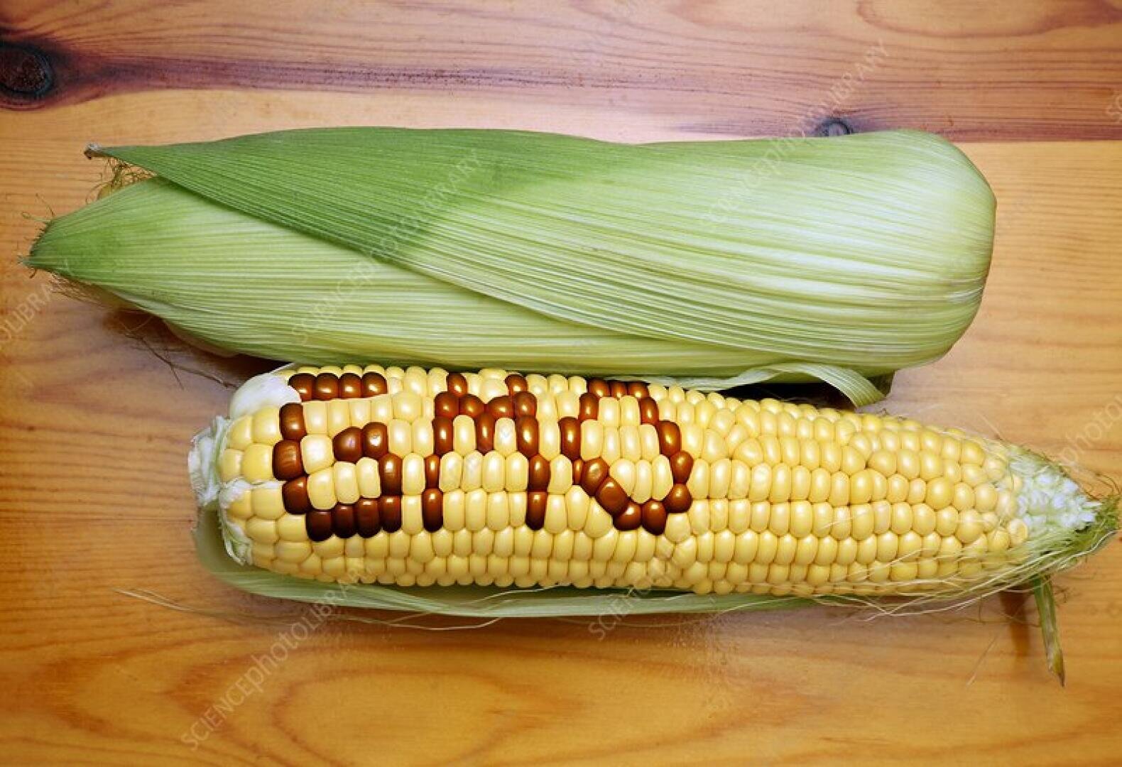 Genetically engineered maize, conceptual image. The modified corn (sweetcorn) on the cob of maize (Zea mays) spells out the letters 'GMO' for genetically modified organism. This image represents the development of genetically modified forms of maize.