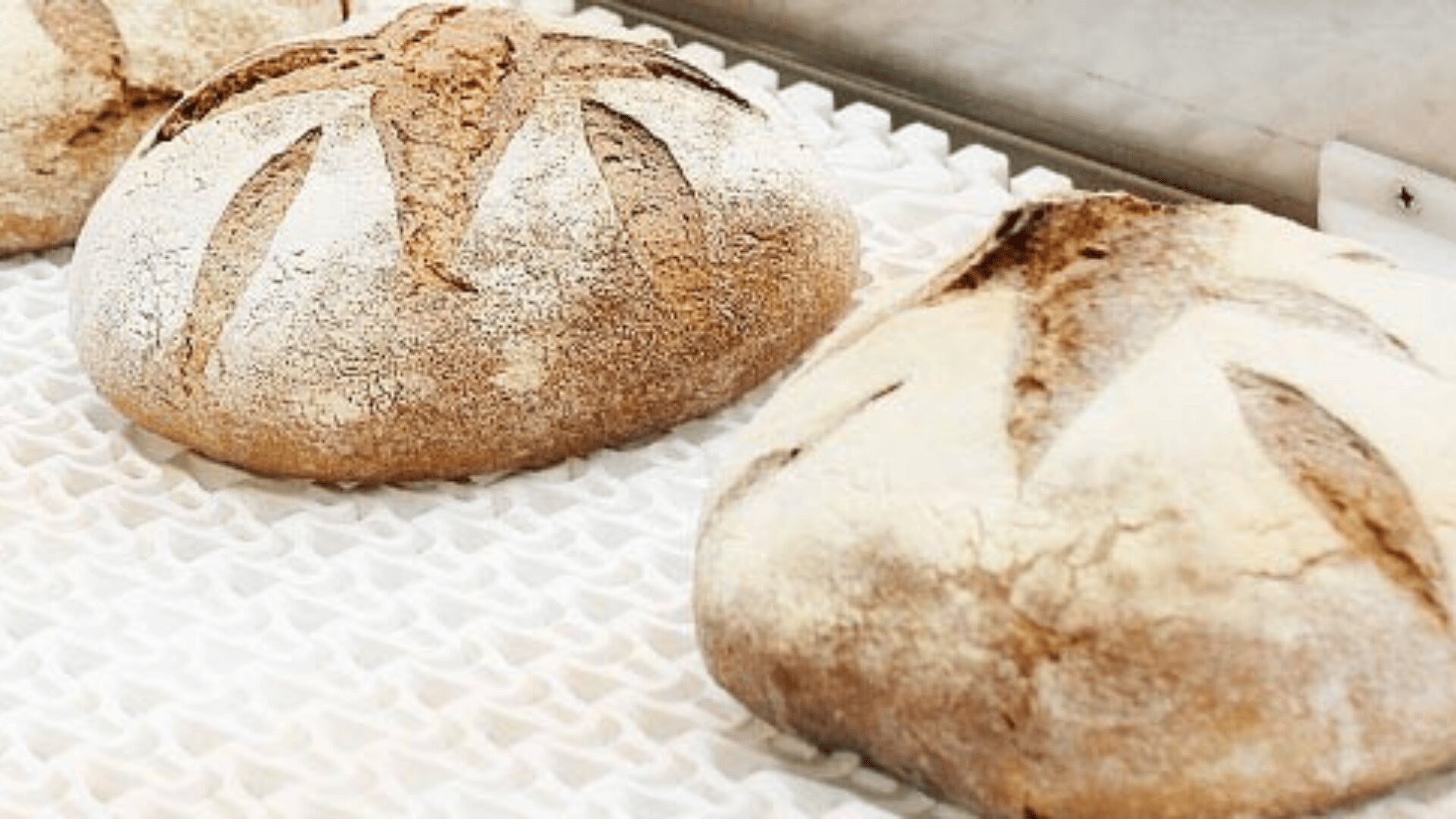 Zwei runde, rustikale Brotlaibe mit einer mehlbestäubten Kruste und dekorativen Einschnitten liegen auf einer strukturierten weißen Oberfläche, die wahrscheinlich nach dem Backen abkühlt.
