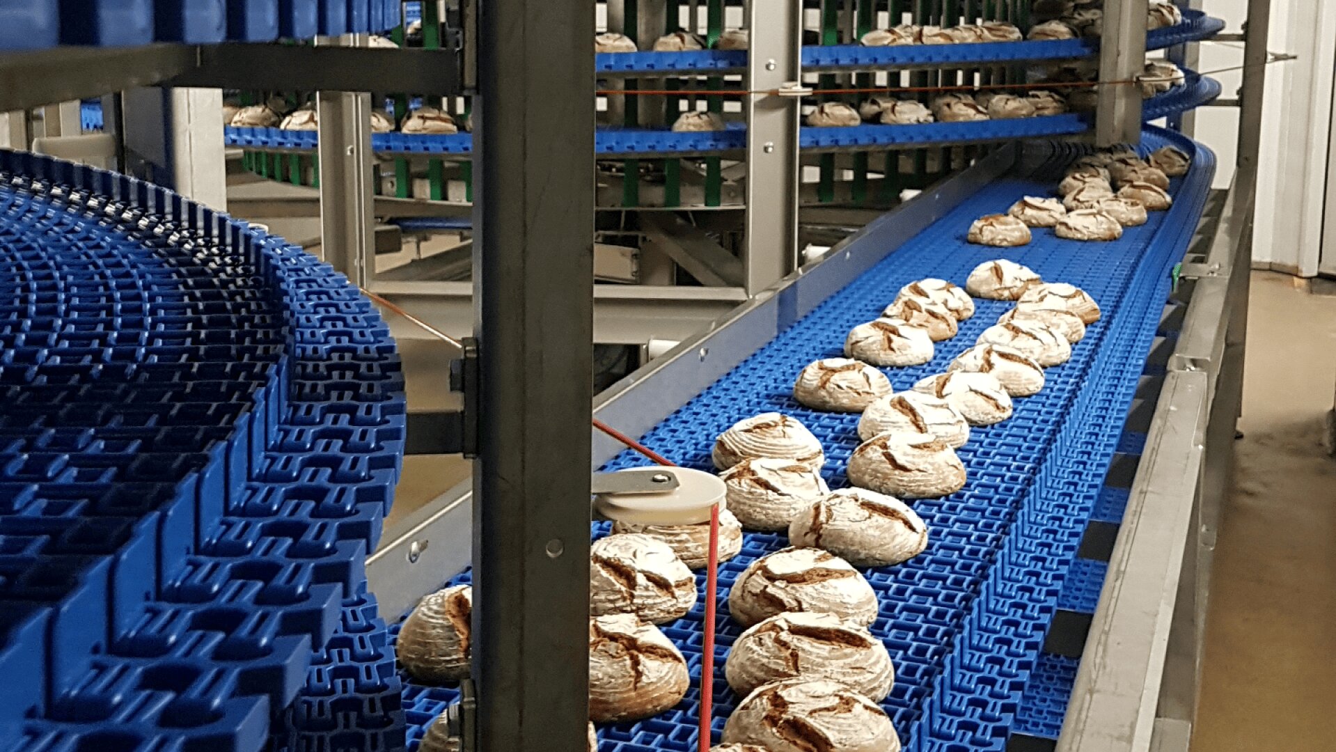 Loaves of rustic bread move along a blue conveyor belt in an industrial bakery setting, with multiple rows of bread visible and machinery surrounding the production line.