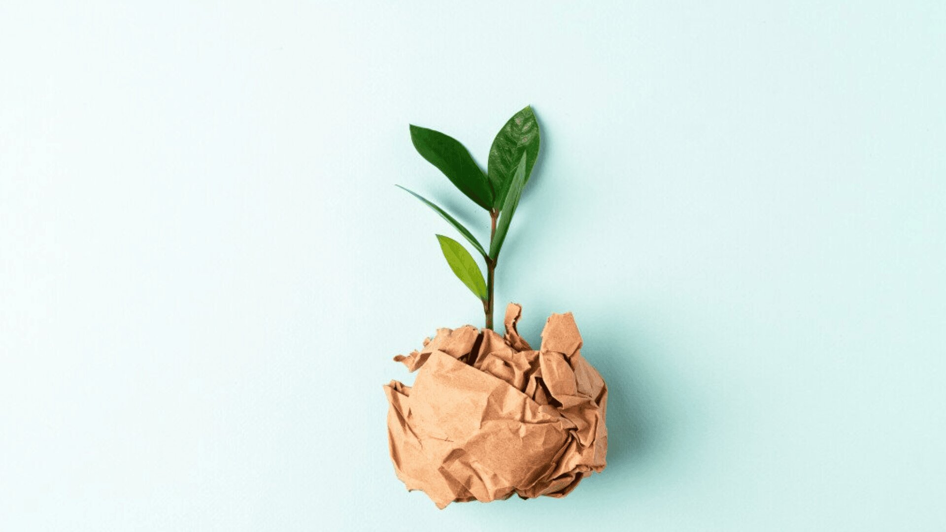 A small green plant with several leaves grows from a ball of crumpled brown paper against a light blue background.