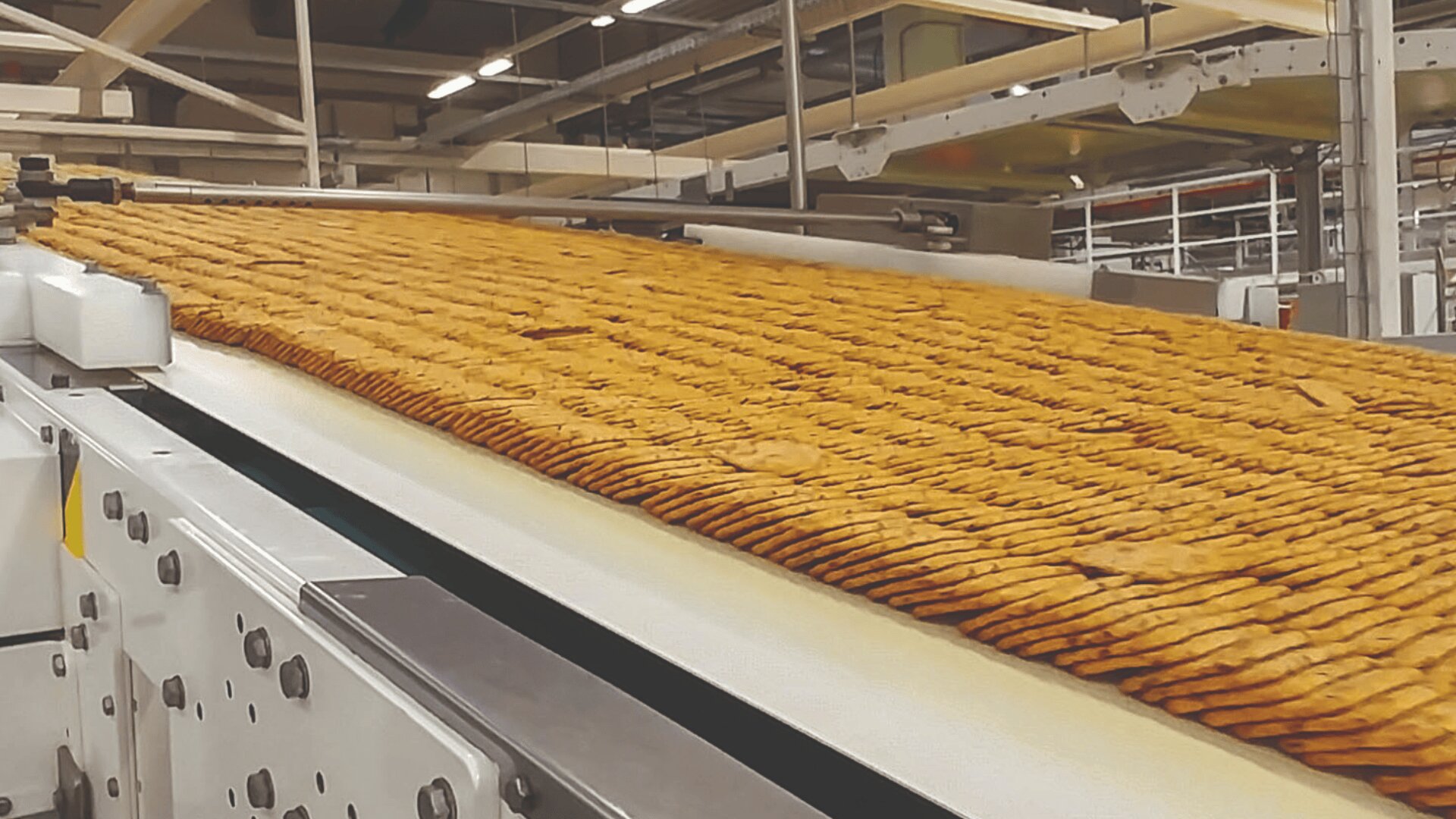 A large number of golden brown biscuits are moving along a conveyor belt inside a modern factory, with industrial equipment and bright lighting in the background.