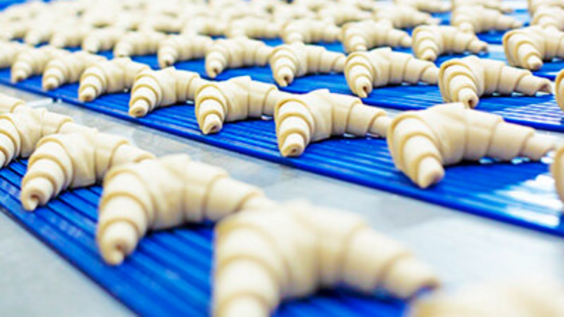 Reihen von ungebackenen Croissants sind ordentlich auf einem blauen Förderband angeordnet, wahrscheinlich in einer Bäckerei oder Fabrik, bereit zum Backen oder zur Weiterverarbeitung.