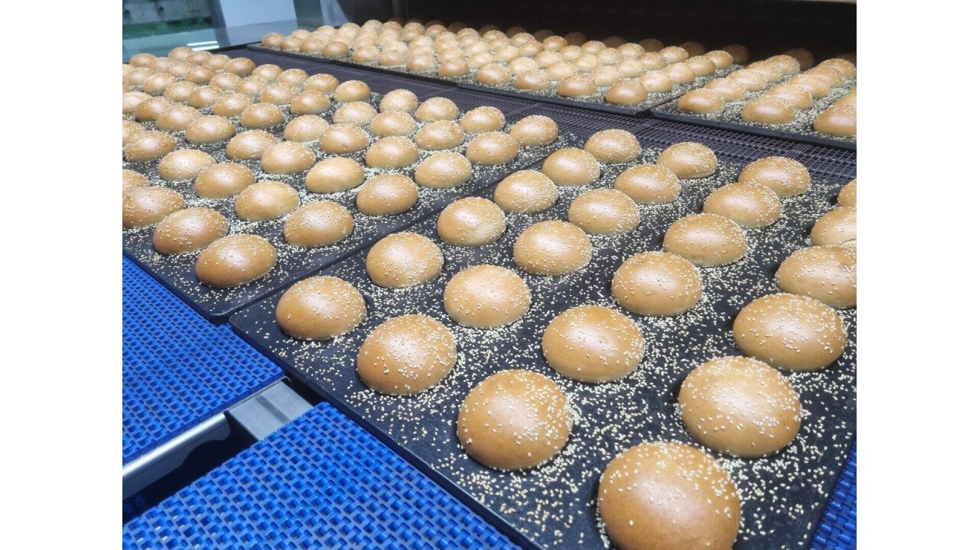 Reihen von frisch gebackenen, mit Sesam bestreuten runden Brötchen, die auf Tabletts in einer gewerblichen Bäckerei abkühlen. Im Vordergrund sind blaue Förderbänder zu sehen.