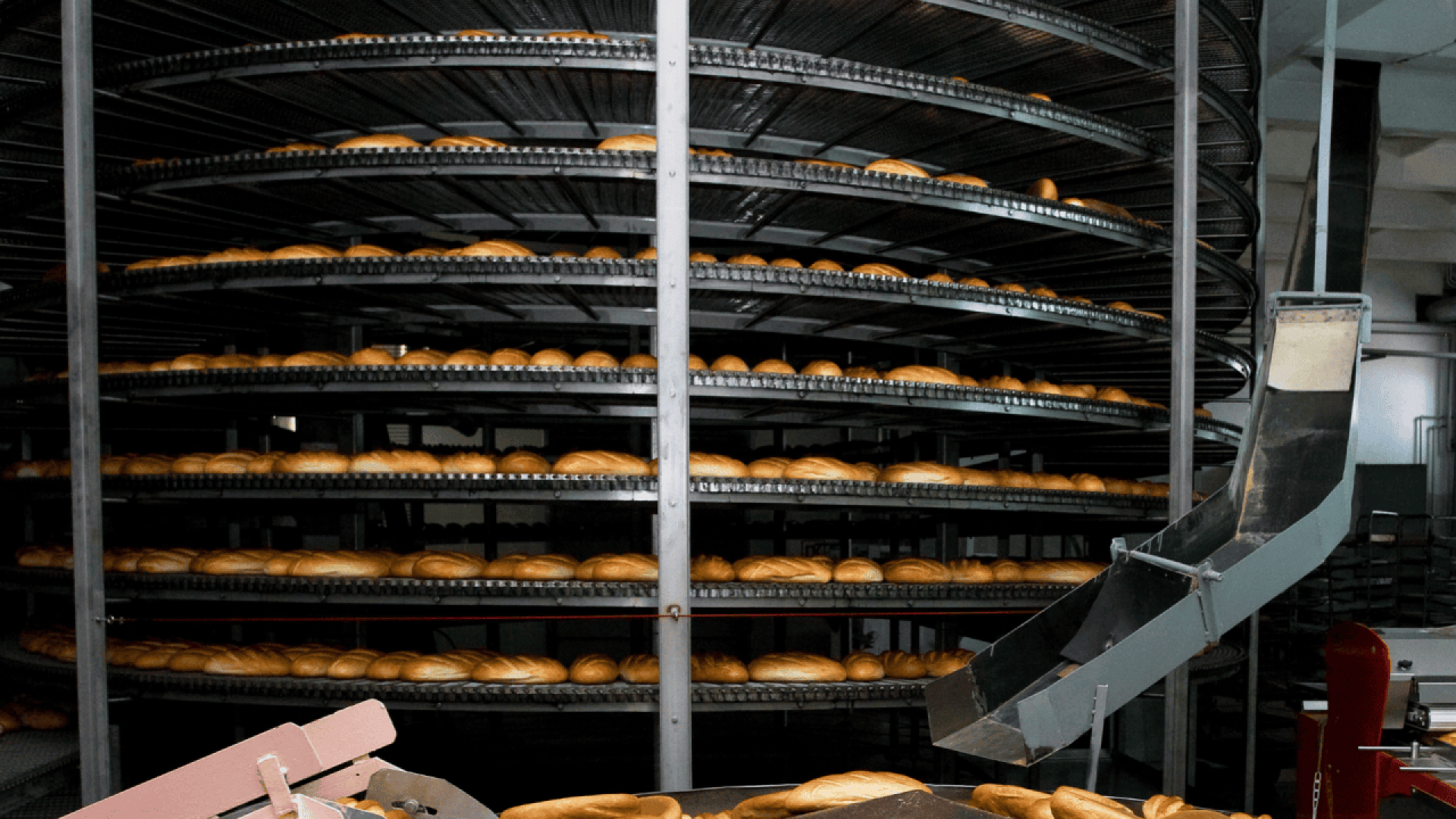 Rows of freshly baked bread loaves on a large spiral conveyor rack inside an industrial bakery, with a metal chute in the foreground.