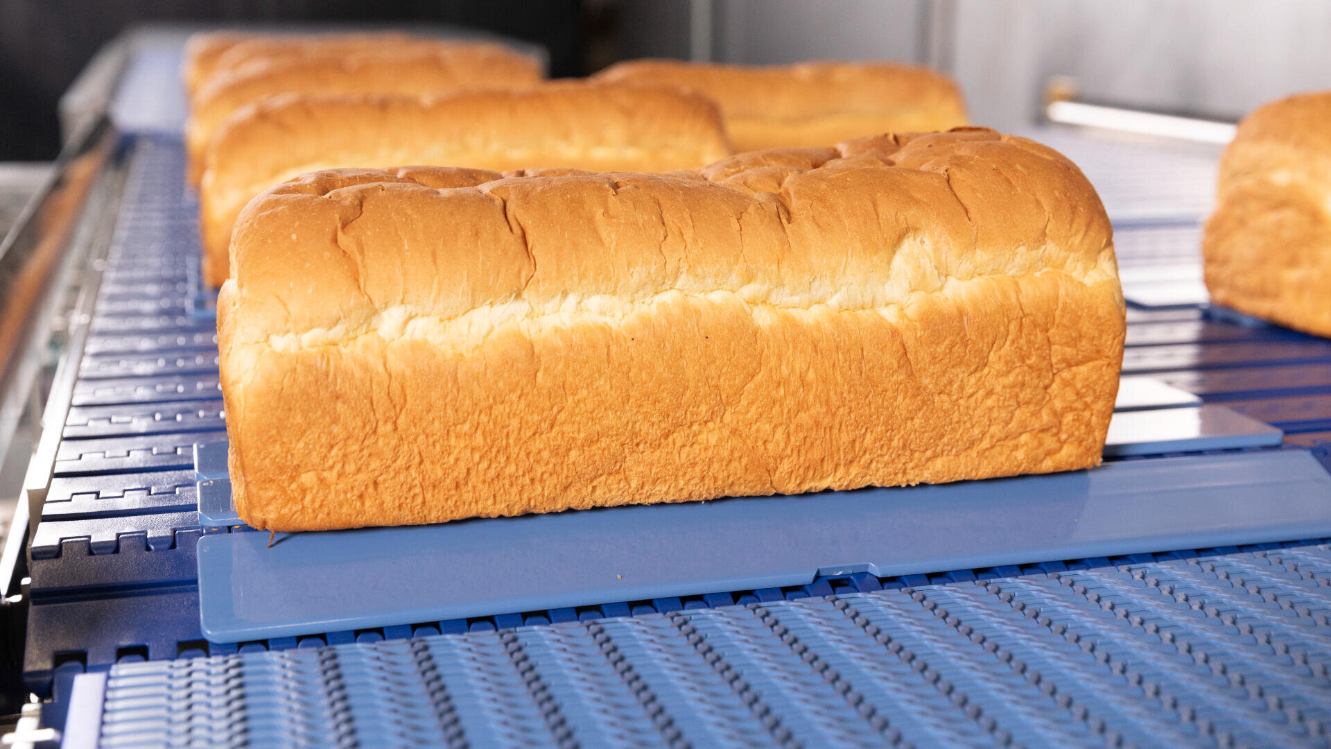 A freshly baked loaf of bread sits on a blue conveyor belt in a bakery, with several other loaves visible in the background.