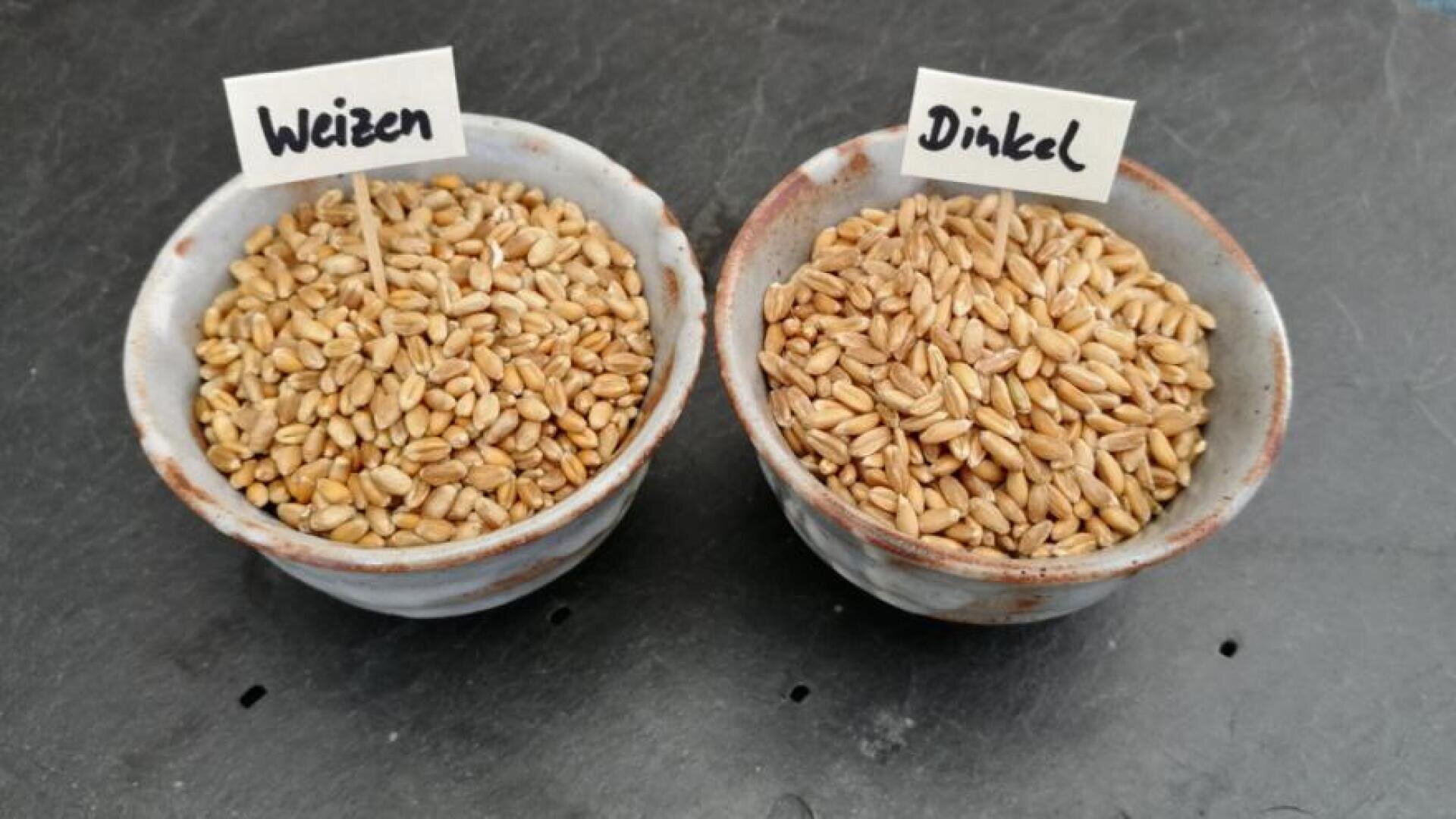 Two small ceramic bowls filled with grains sit side by side on a dark surface. The left bowl is labeled Weizen (wheat) and the right bowl is labeled Dinkel (spelt).