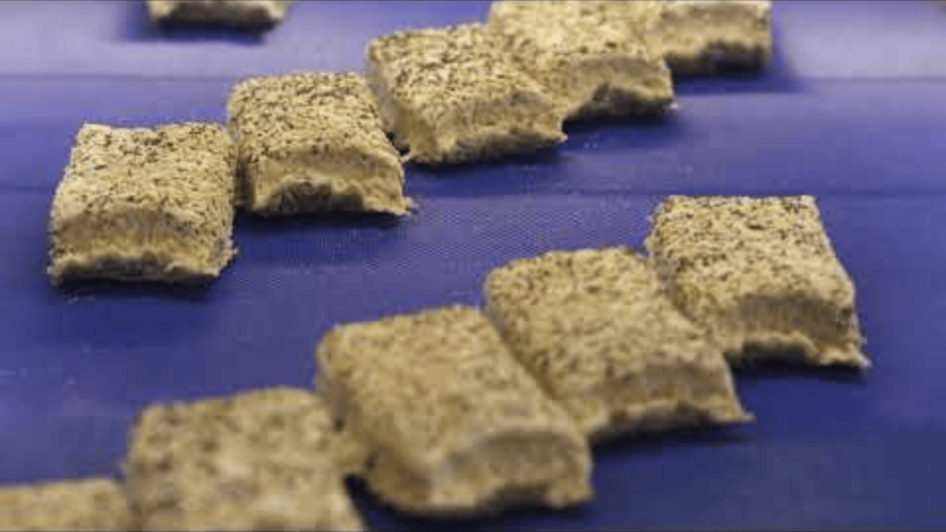Rectangular cereal pieces with a textured, flaky surface and a dusting of powder are spread out on a blue conveyor belt, suggesting a food production or packaging process.