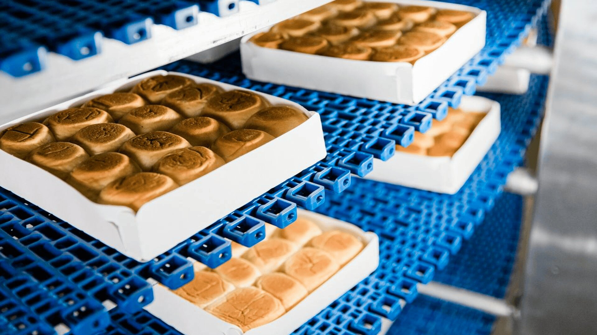 Trays of freshly baked bread rolls sit on blue plastic conveyor racks in a bakery production facility.