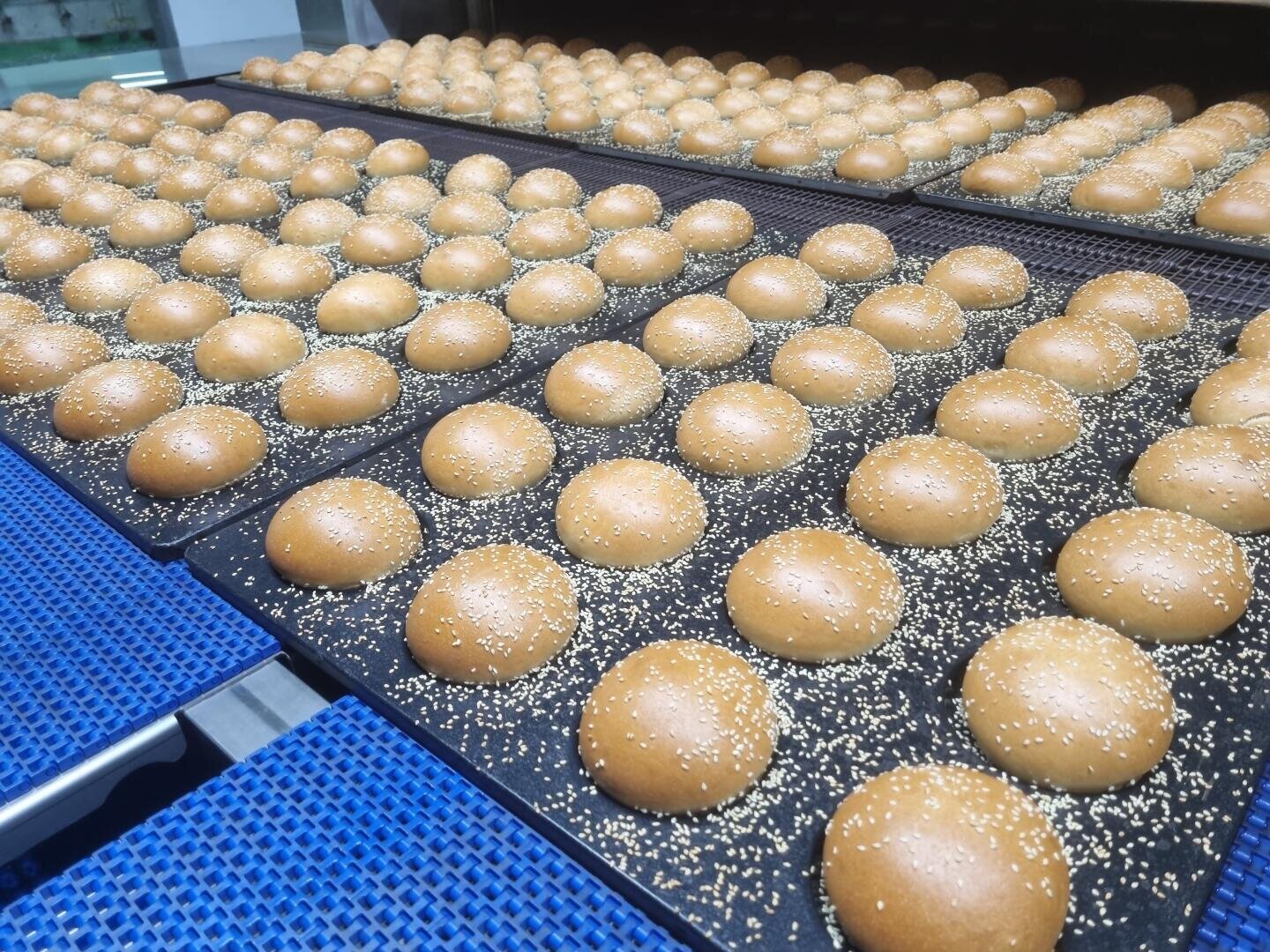Rows of golden brown sesame seed hamburger buns are arranged on baking trays, fresh out of an industrial oven, with blue conveyor belts visible in the foreground.