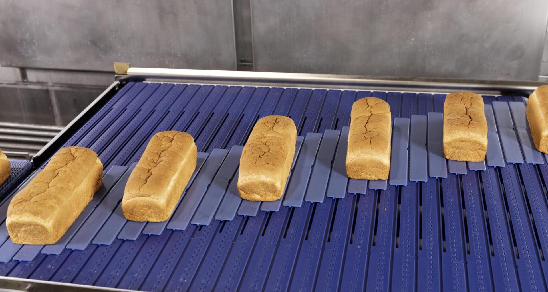 Several loaves of bread are spaced out on a blue conveyor belt in what appears to be an industrial or commercial bakery setting.