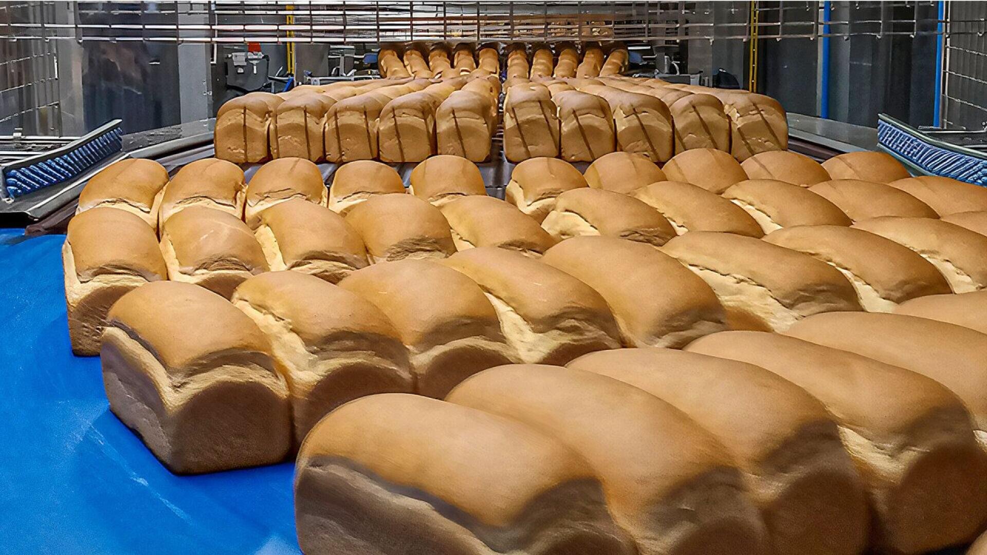 Auf einem blauen Förderband in einer industriellen Bäckerei sind Reihen von frisch gebackenen Broten aufgereiht. Das Brot scheint goldbraun und bereit für die Verpackung.
