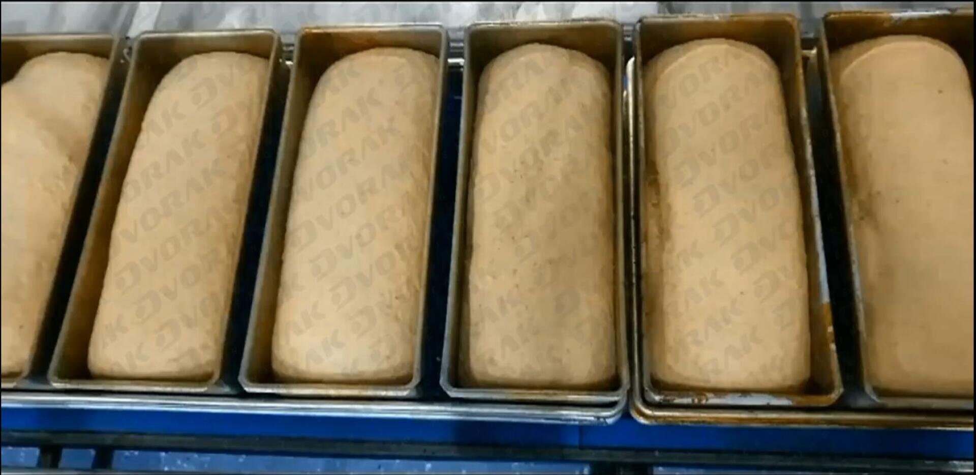 Five loaves of bread dough are placed side by side in metal baking pans, ready for baking. The dough appears smooth and each loaf fills its pan. The word “DVORAK” is faintly printed across the tops of the dough.