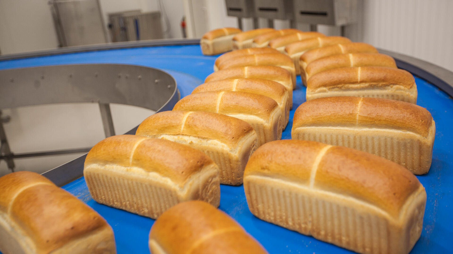 Loaves of freshly baked bread are arranged in rows on a blue conveyor belt inside a commercial bakery, ready for packaging or further processing.