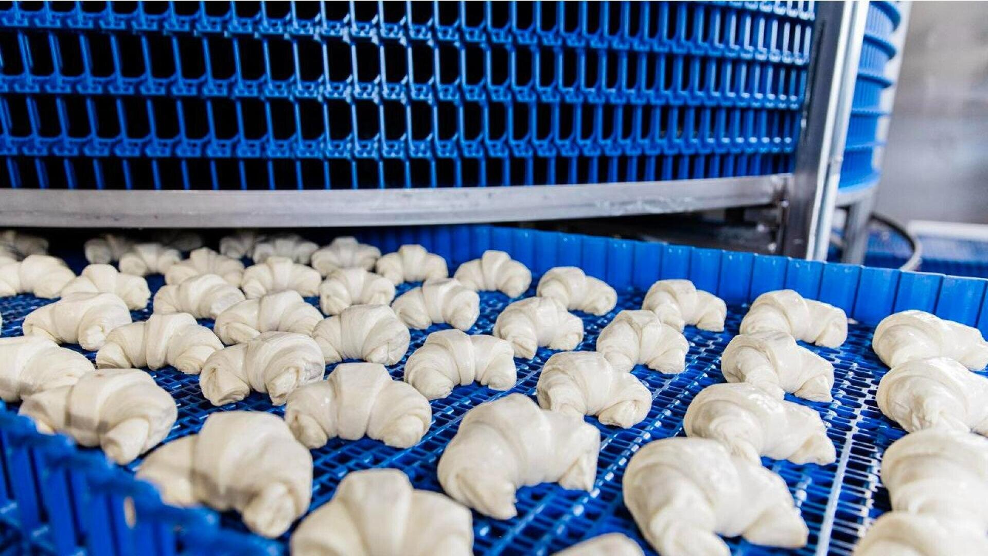 Reihen von ungebackenen Croissants auf blauen Kunststoffschalen bewegen sich über ein industrielles Fördersystem in einer Bäckerei oder einem Lebensmittelverarbeitungsbetrieb.