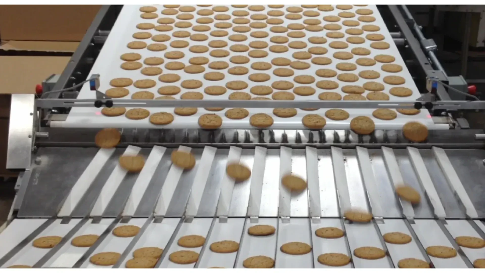 Rows of round cookies move along a conveyor belt in a factory, being sorted and separated into lanes by metal dividers.