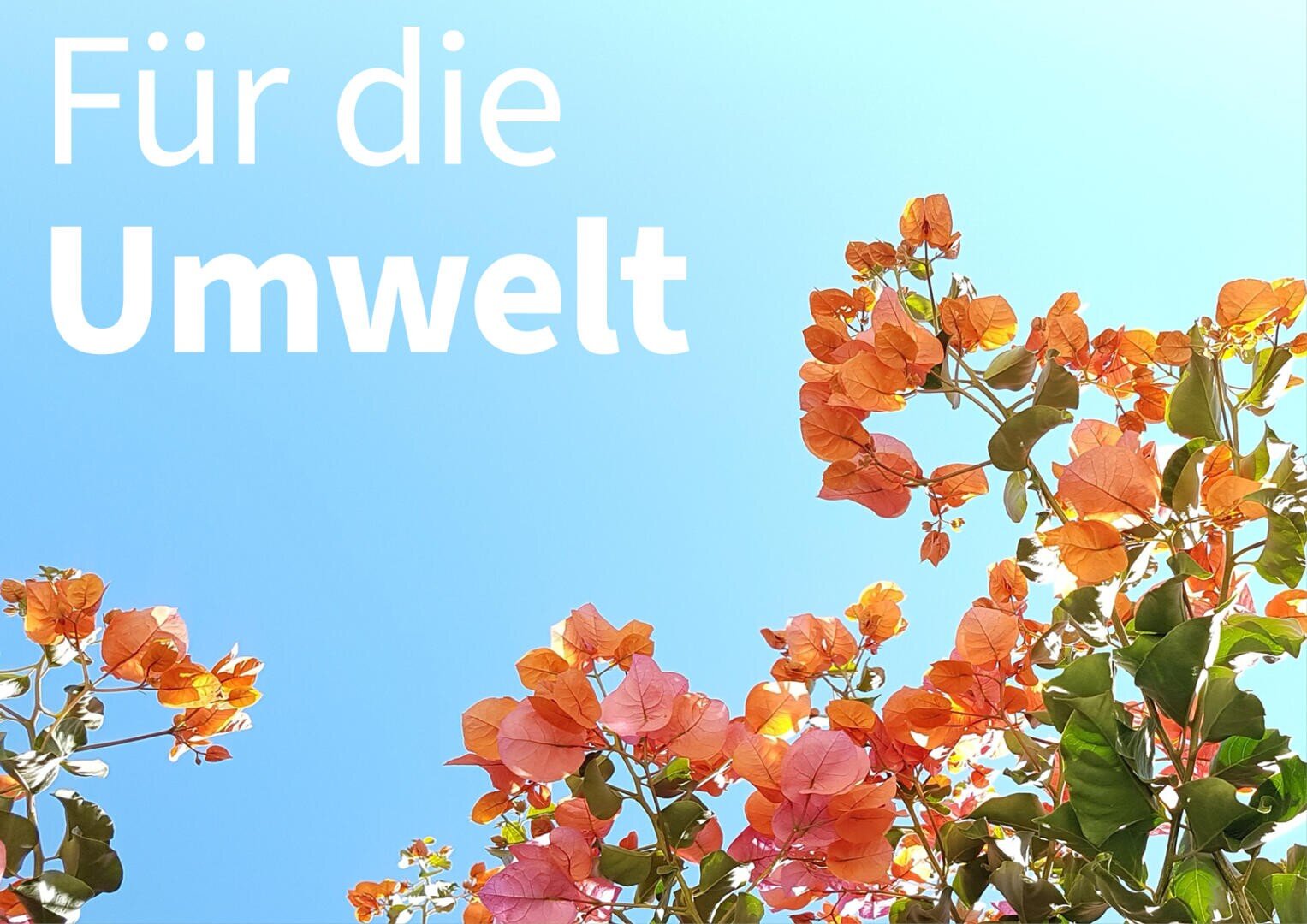 Orangefarbene Bougainvillea-Blüten vor einem klaren blauen Himmel, mit dem deutschen Text Für die Umwelt in weißen Buchstaben oben links, was auf Englisch For the environment bedeutet.