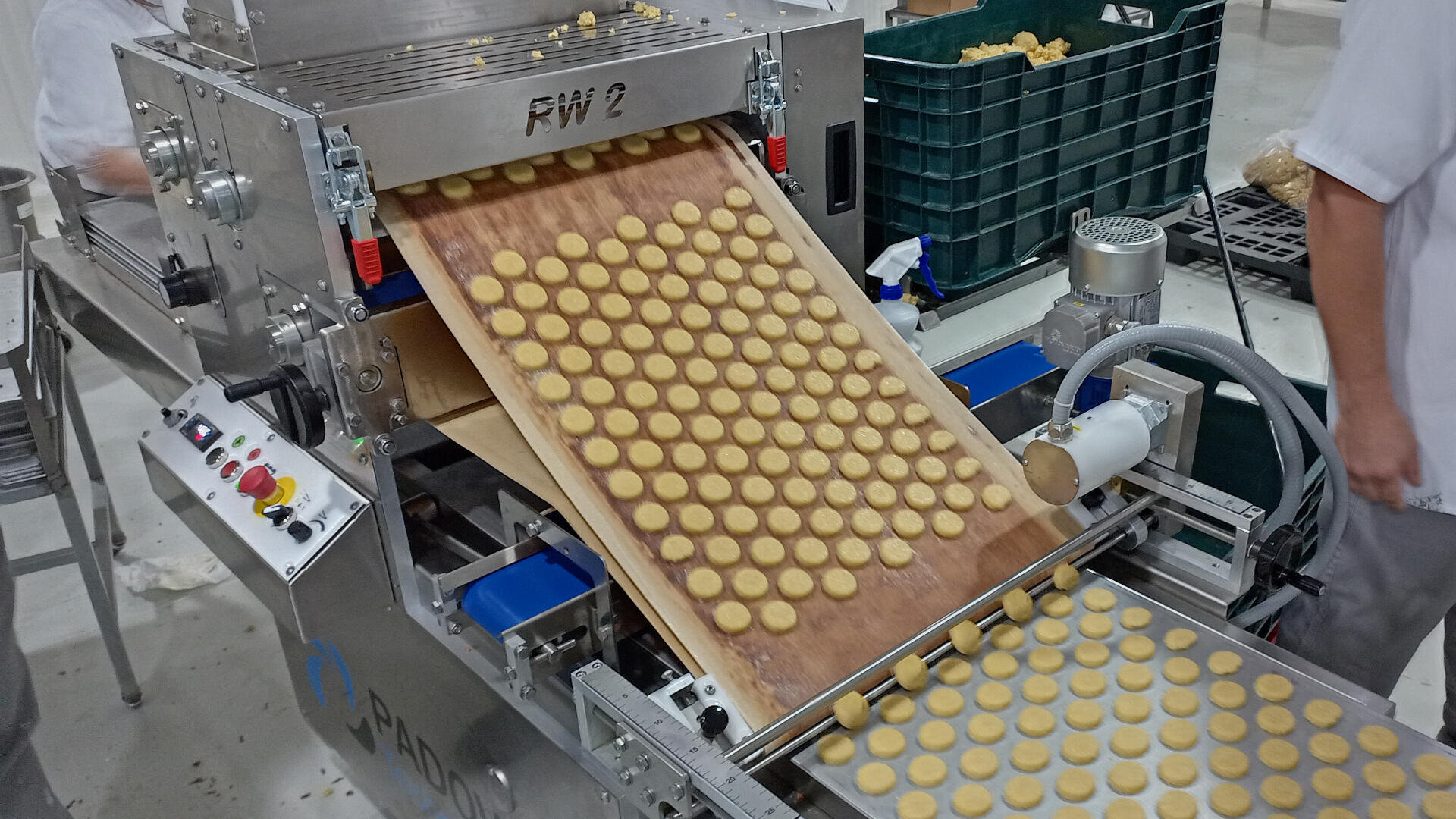 Rows of round cookie dough pieces are being placed onto a conveyor belt by an industrial cookie-making machine in a factory setting, with workers nearby and trays of dough in the background.