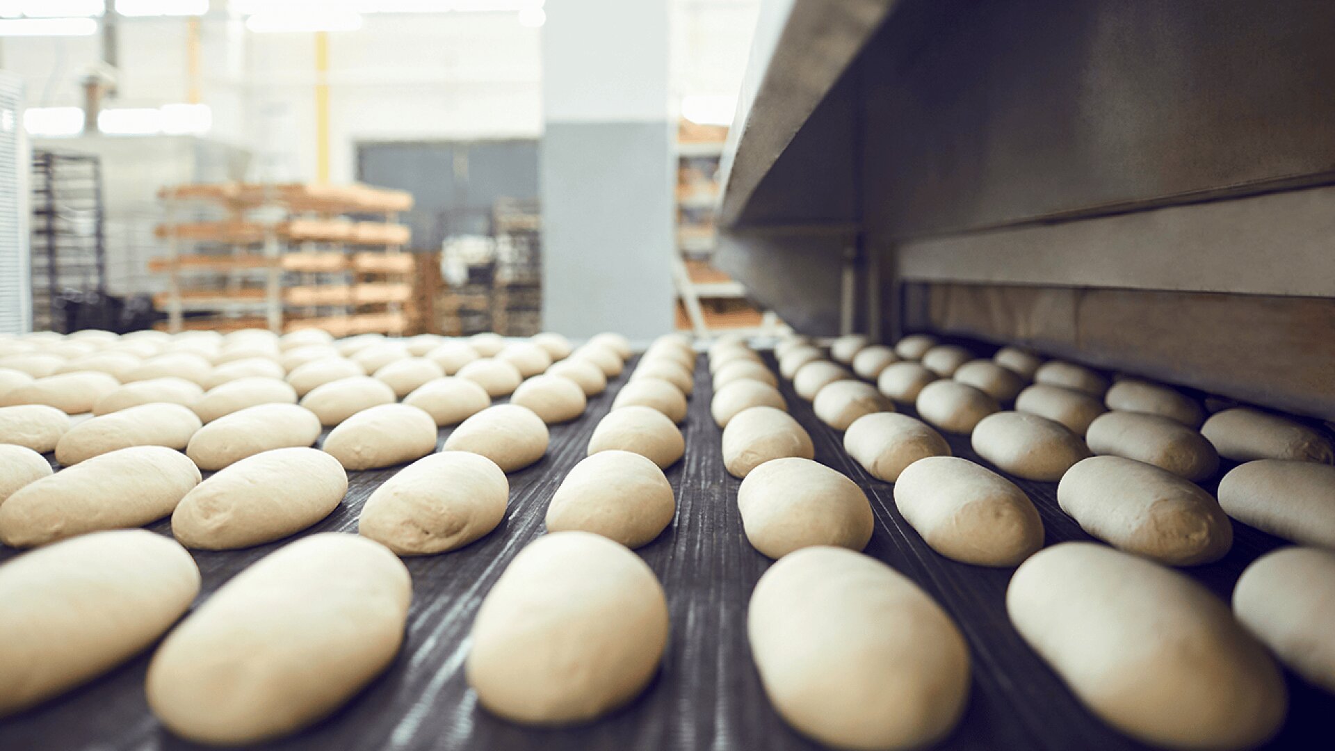 Rows of raw bread dough loaves move along a conveyor belt in a commercial bakery, heading into an industrial oven for baking. The setting is bright, with racks and equipment visible in the background.