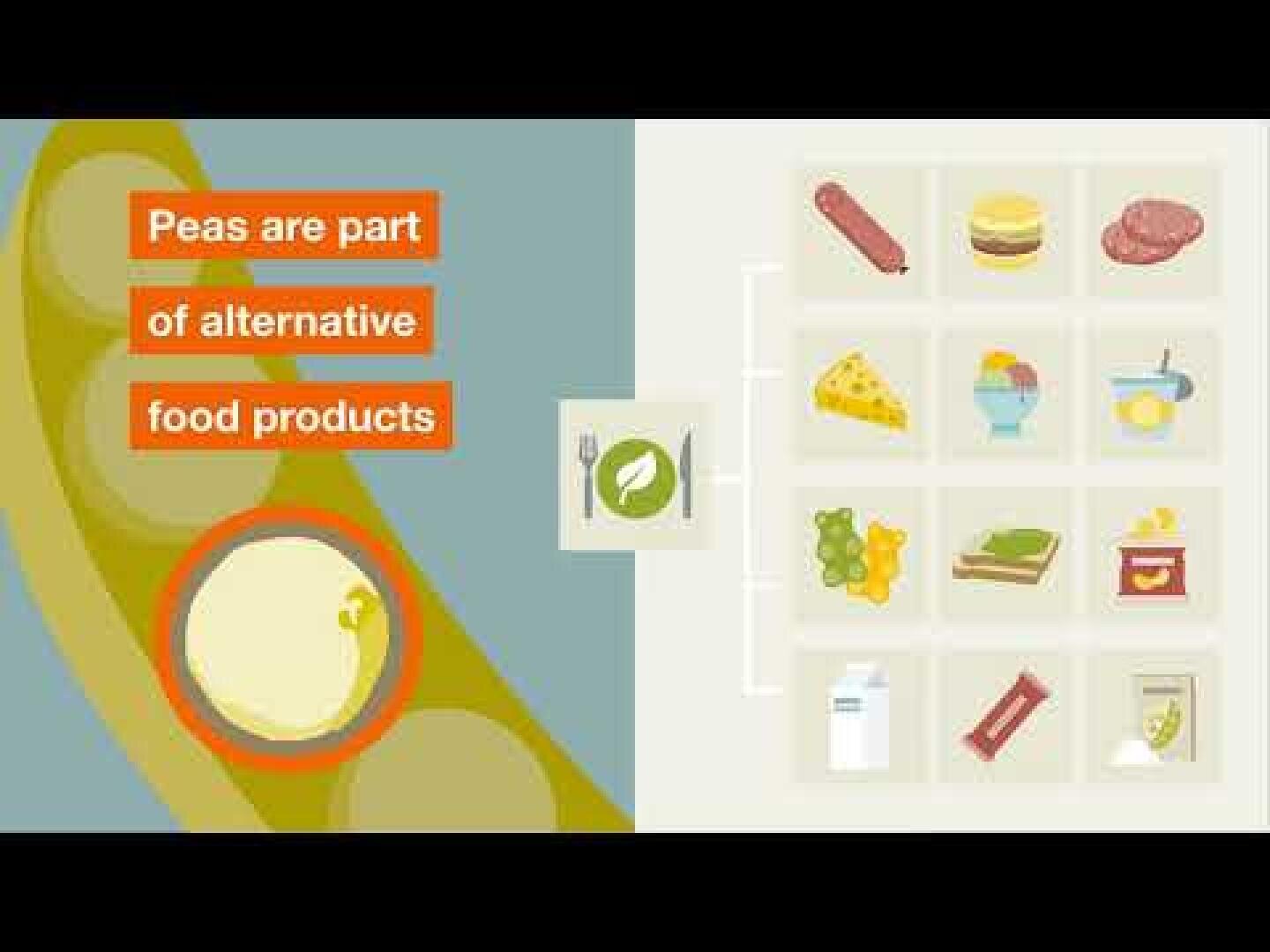 Eine Infografik zeigt Erbsen als Zutat in alternativen Lebensmitteln. Links ist eine Nahaufnahme einer Erbse zu sehen, rechts sind Symbole verschiedener Lebensmittel wie Käse, Burger und Milch abgebildet. Der Text lautet: Erbsen sind Teil alternativer Lebensmittel.