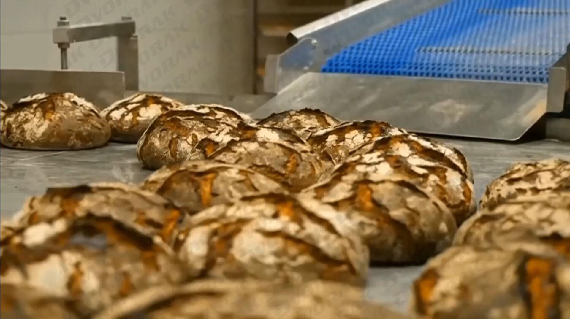 Several round, rustic loaves of bread with a crusty, golden-brown exterior are lined up on an industrial conveyor belt in a bakery setting.