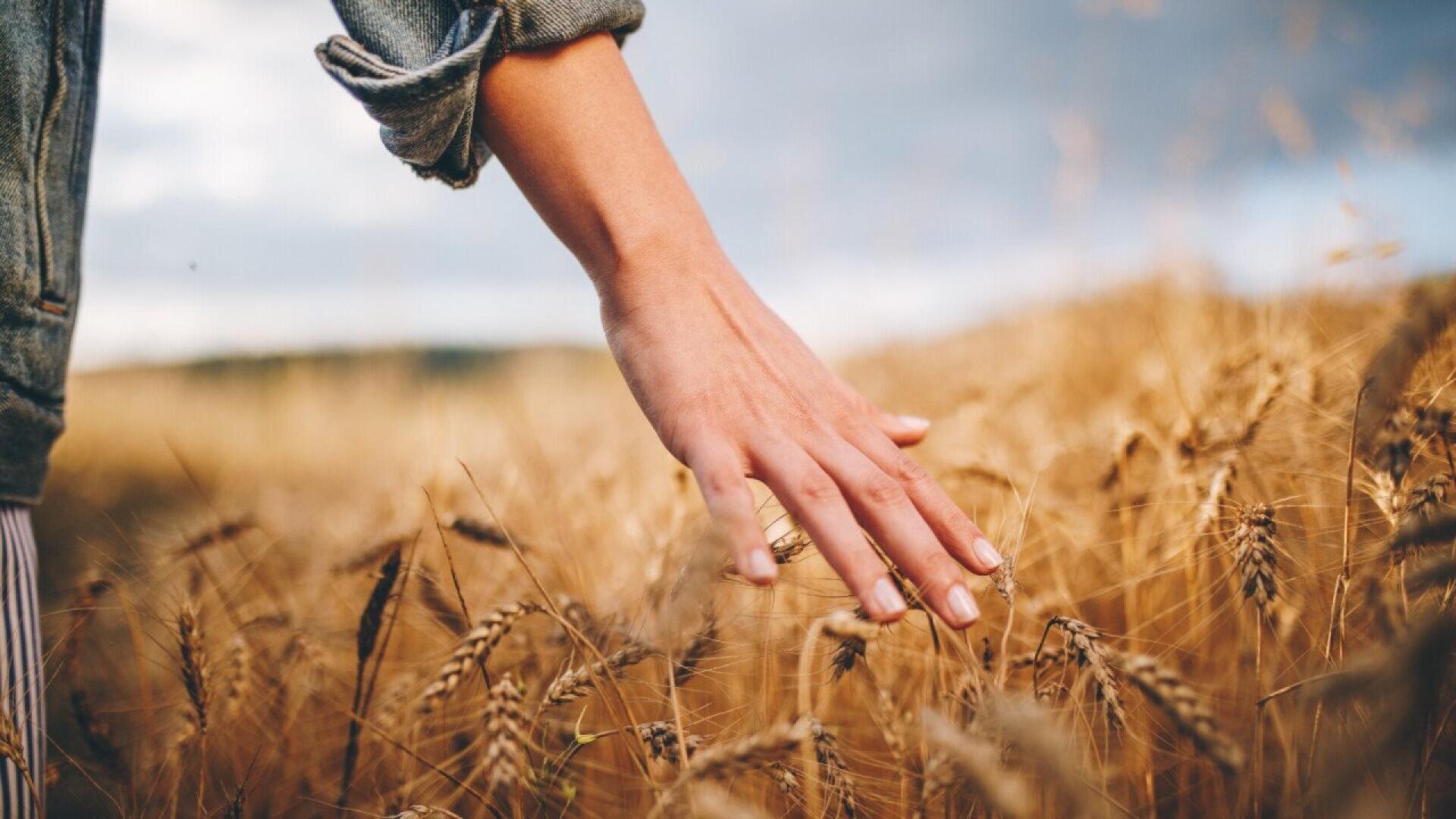 A person’s hand gently touches golden wheat stalks in a field, with rolled-up sleeves visible, under a partly cloudy sky.