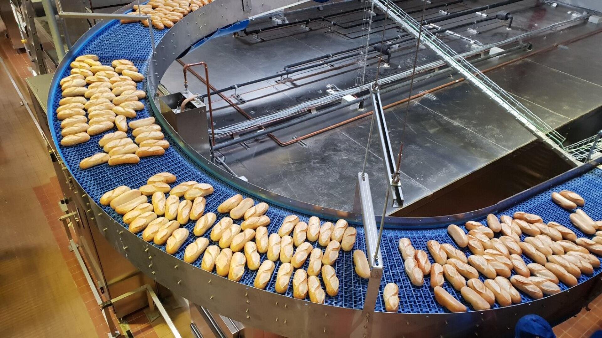 Reihen von Brötchen bewegen sich entlang eines gebogenen blauen Förderbandes in einer großen industriellen Bäckerei.