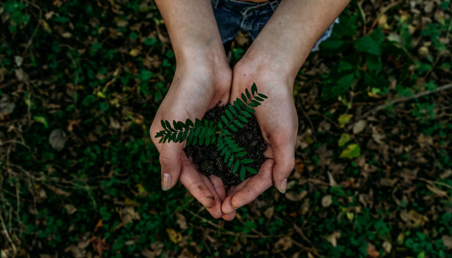 A person holds a small green seedling with soil in their cupped hands, standing above ground covered in leaves and grass.
